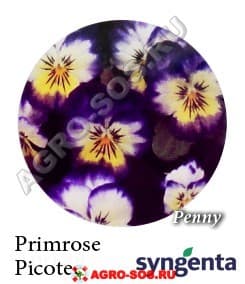Виола рогатая F1 Penny Primrose Picotee, Syngenta - 1000 семян