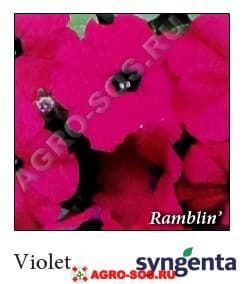 Петуния гибридная ампельная F1 Ramblin Violet, Syngenta - 1000 шт (драже)