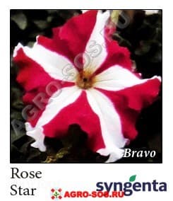 Петуния крупноцветковая F1 Bravo Rose Star, Syngenta - 1000 шт (драже)