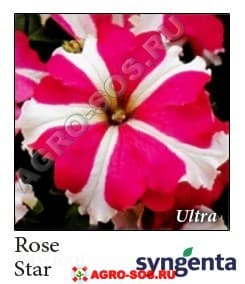 Петуния крупноцветковая F1 Ultra Rose Star, Syngenta - 1000 шт (драже)
