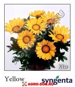 Газания гибридная F1 Kiss Yellow, Syngenta - 1000 семян