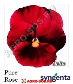 Виола Витрокка F1 Delta Premium Pure Rose, Syngenta - 1000 семян
