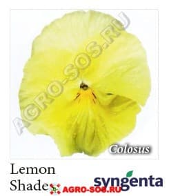 Виола Витрокка F1 Lemon Shades, Syngenta - 1000 семян