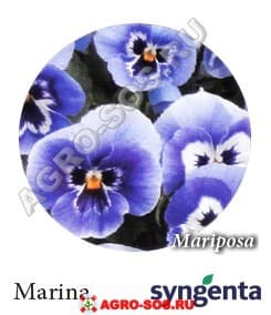 Виола Витрокка F1 Mariposa Марина, Syngenta - 1000 семян