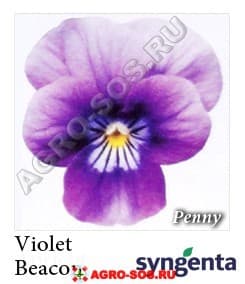Виола рогатая F1 Penny Violet Beacon, Syngenta - 1000 семян