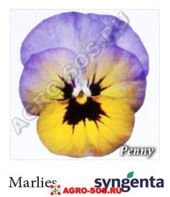 Виола рогатая F1 Пенни Марлиес, Syngenta - 1000 семян