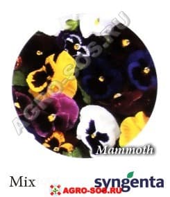 Виола Витрокка F1 Mammoth Mix, Syngenta - 1000 семян