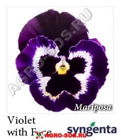 Виола Витрокка F1 Марипоза Фиолет with Face, Syngenta - 1000 семян
