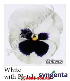 Виола Витрокка F1 White with Blotch, Syngenta - 1000 семян