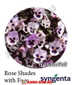 Виола Витрокка F1 Wonderfall Rose Shades with Face, Syngenta - 1000 семян
