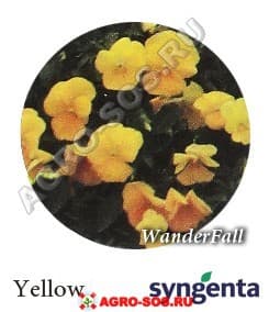 Виола Витрокка F1 Wonderfall Yellow, Syngenta - 1000 семян