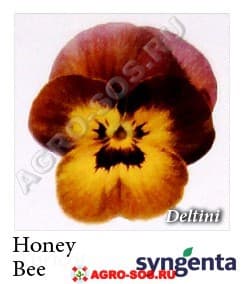 Виола рогатая F1 Deltini Honeybee, Syngenta - 1000 семян