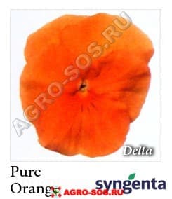 Виола Витрокка F1 Delta Premium Pure Orange, Syngenta - 1000 семян