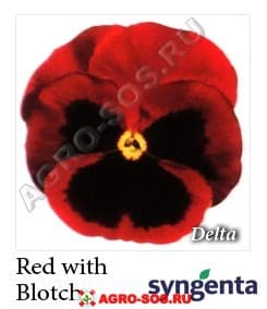 Виола Витрокка F1 Delta Premium Red with Blotch, Syngenta - 1000 семян