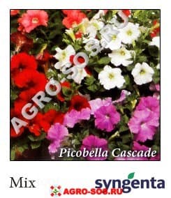 Петуния многоцветковая F1 Picobella Cascade Mix, Syngenta - 1000 шт (драже)