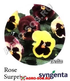 Виола Витрокка F1 Delta Rose Surprise, Syngenta - 1000 семян