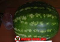 Арбуз Индиана, Wing Seed - 1000 семян