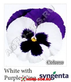 Виола Витрокка F1 Colossus White with Purple Wing, Syngenta - 1000 семян