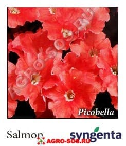 Петуния многоцветковая F1 Picobella Salmon, Syngenta - 1000 шт (драже)