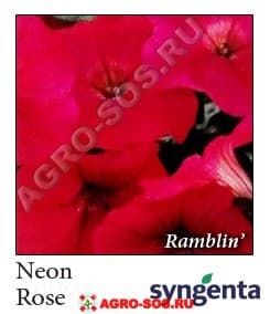 Петуния гибридная ампельная F1 Ramblin Neon Rose Improved, Syngenta - 1000 шт (драже)