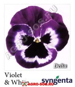 Виола Витрокка F1 Delta Premium Violet and white, Syngenta - 1000 семян