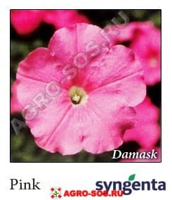 Петуния мультифлора F1 Damask Pink, Syngenta - 1000 шт (драже)