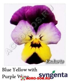 Виола рогатая F1 Endurio Blue Yellow with Purple Wing, Syngenta - 1000 семян