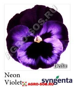 Виола Витрокка F1 Delta Premium Neon Violet, Syngenta - 1000 семян